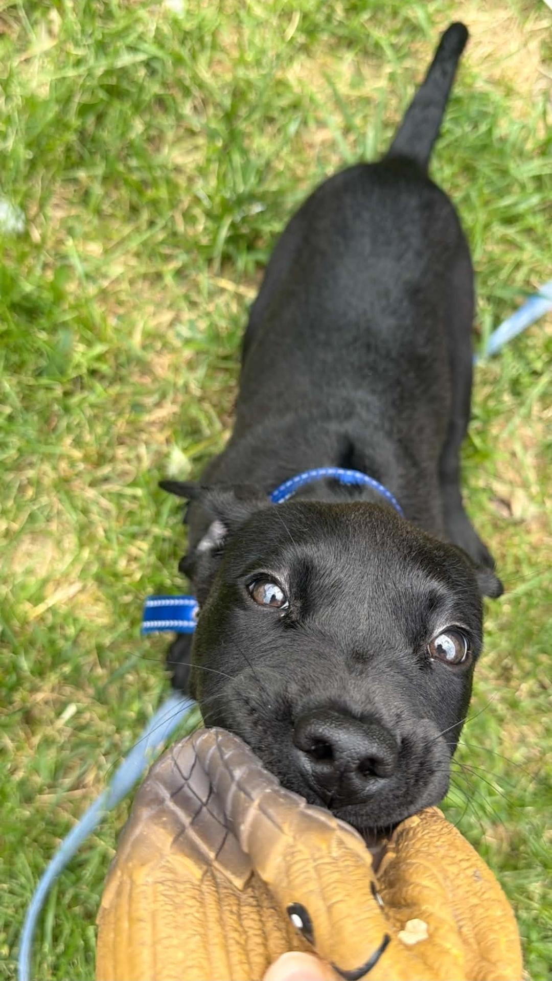 Enlarge Dahlia, a ADOPTABLE mixed breed in Lincoln, NE image 3/5