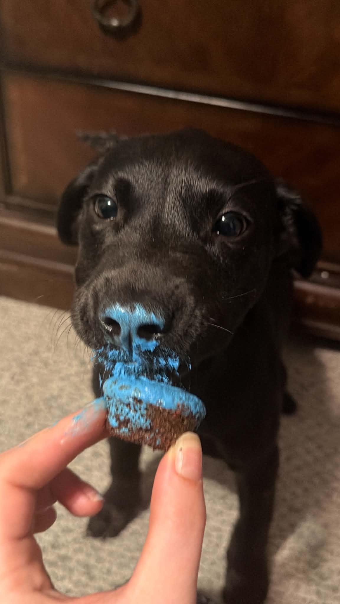 Enlarge Dahlia, a ADOPTABLE mixed breed in Lincoln, NE image 5/5