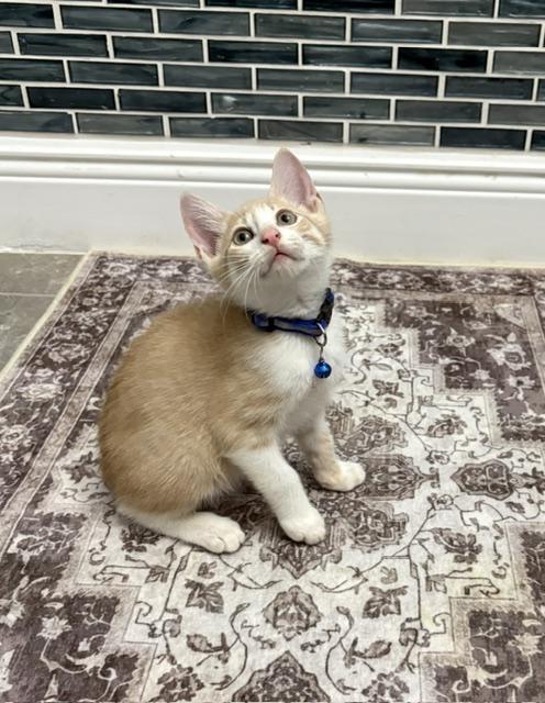 Jax, a ADOPTABLE American Shorthair in Maitland, FL image 6/6
