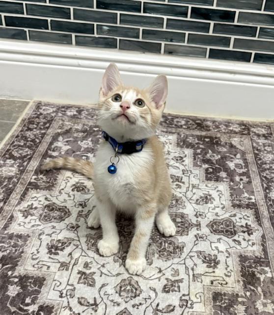 Jax, a ADOPTABLE American Shorthair in Maitland, FL image 2/6