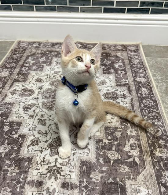 Jax, ADOPTABLE, Kitten Male American Shorthair.