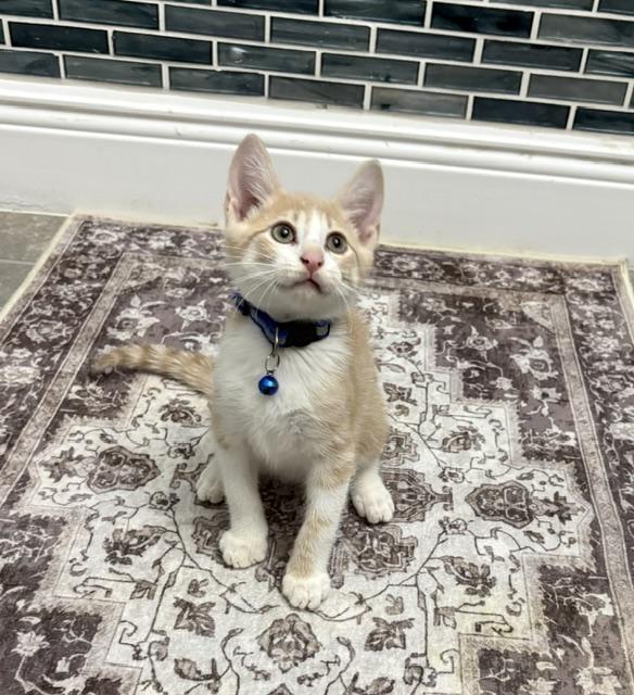 Jax, a ADOPTABLE American Shorthair in Maitland, FL image 3/6