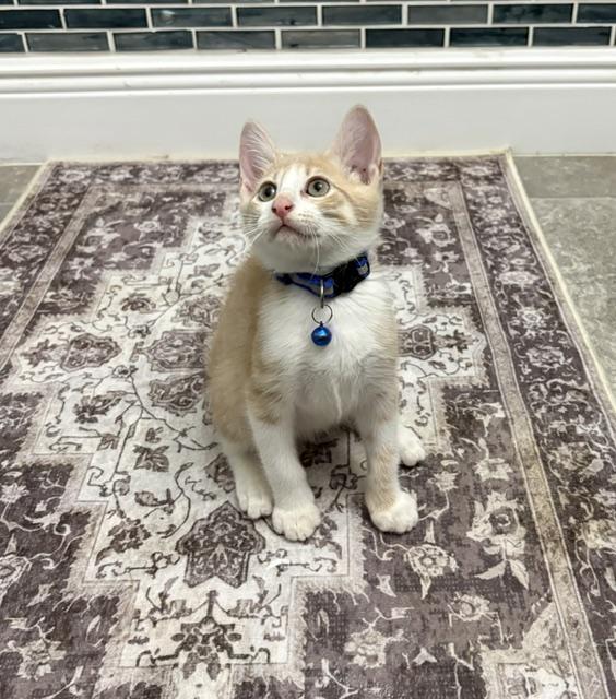 Jax, a ADOPTABLE American Shorthair in Maitland, FL image 5/6