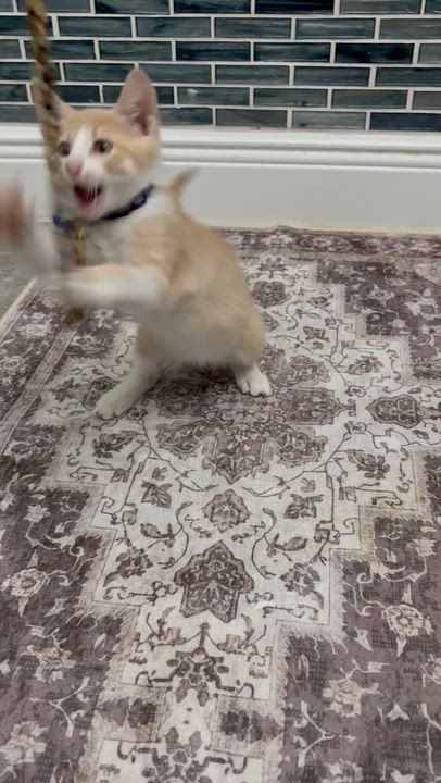 Enlarge Jax, a ADOPTABLE American Shorthair in Maitland, FL video 4/6