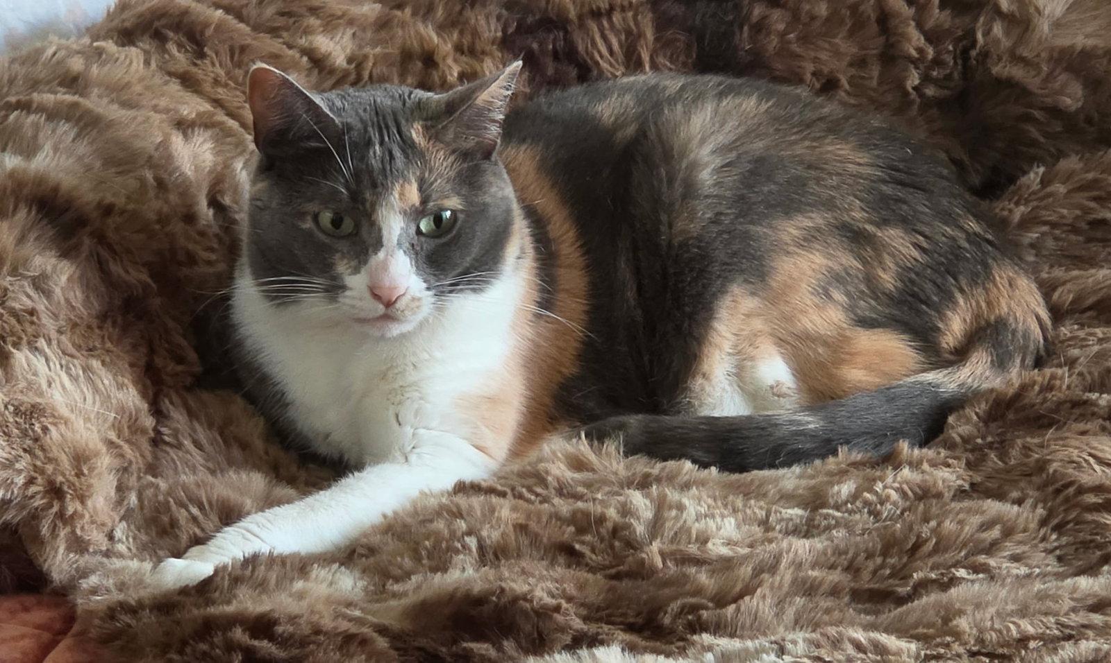 Ladybug Jane, Adoptable, Senior Female Dilute Calico & Domestic Short Hair.