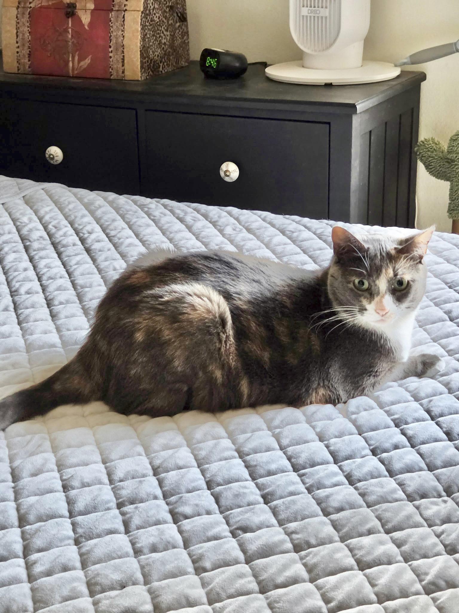 Enlarge Ladybug Jane, a Adoptable mixed breed in Laguna Niguel, CA image 2/3