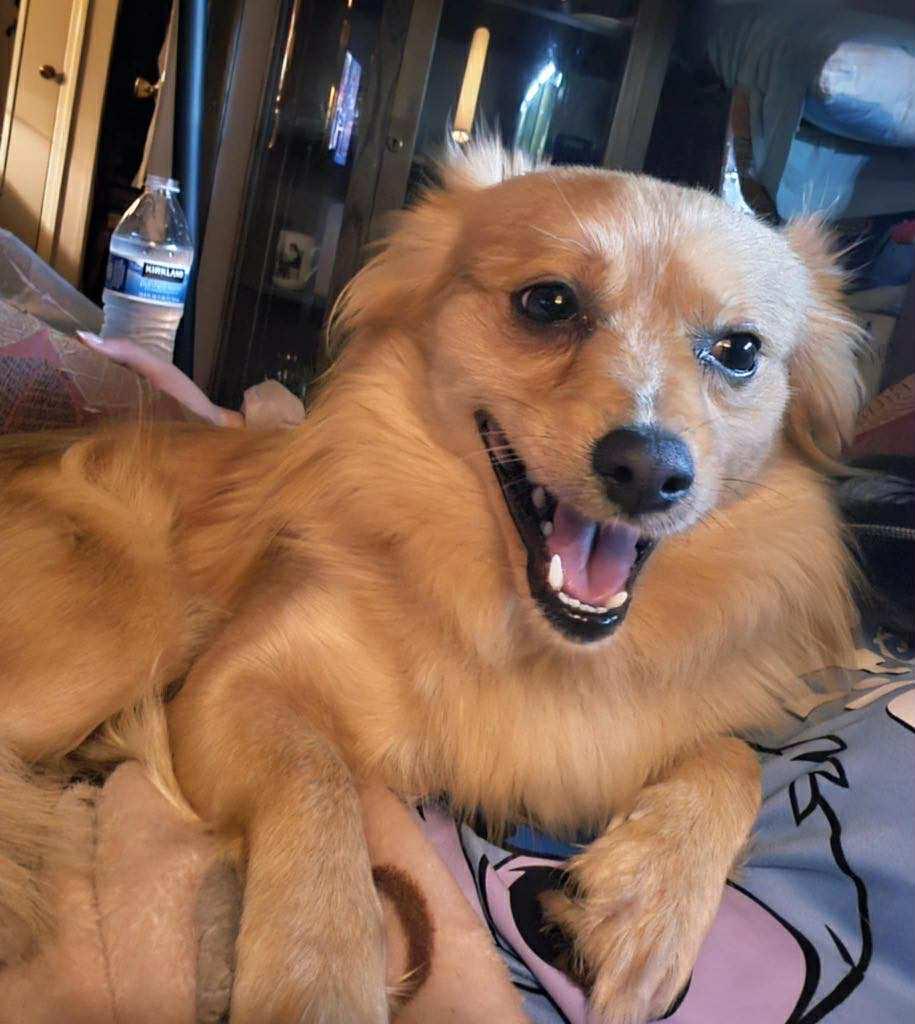 Teddy, a Adopted mixed breed in Forked River, NJ image 1/3