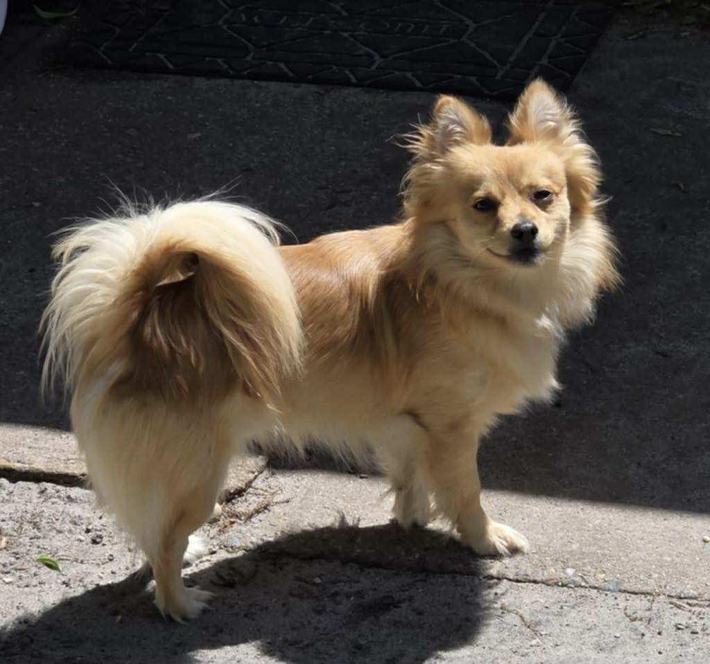 Teddy, Adopted, Young Male Pomeranian & Husky.
