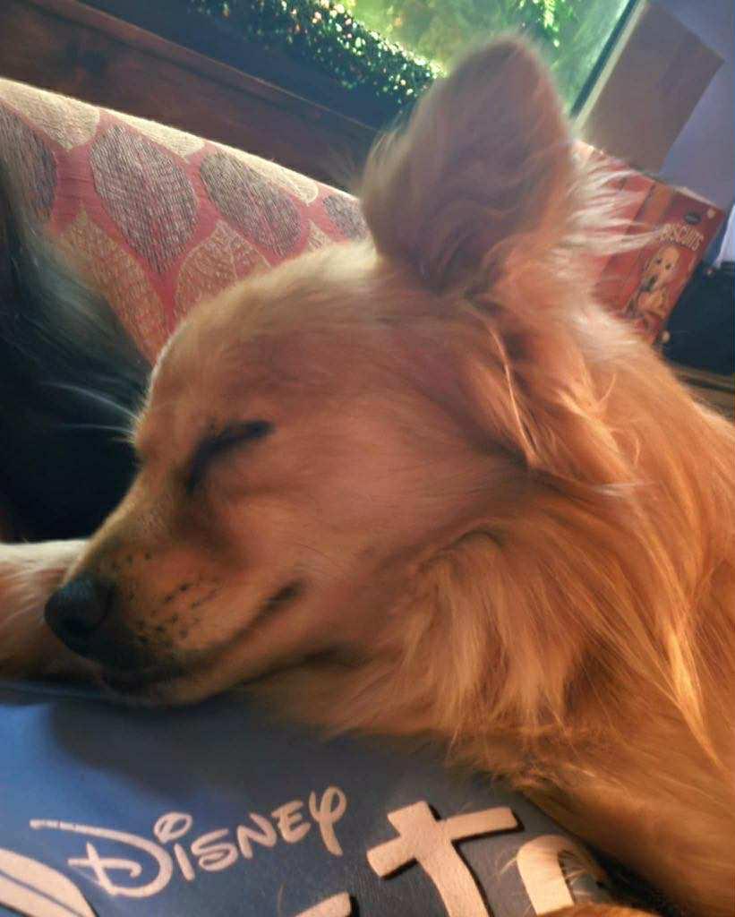 Teddy, a Adopted mixed breed in Forked River, NJ image 3/3