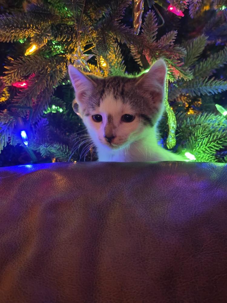 Pepito, Adoptable, Kitten Male Domestic Short Hair.