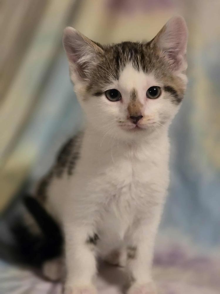 Enlarge Pepito, a Adoptable Domestic Short Hair in Albany, WI image 2/6