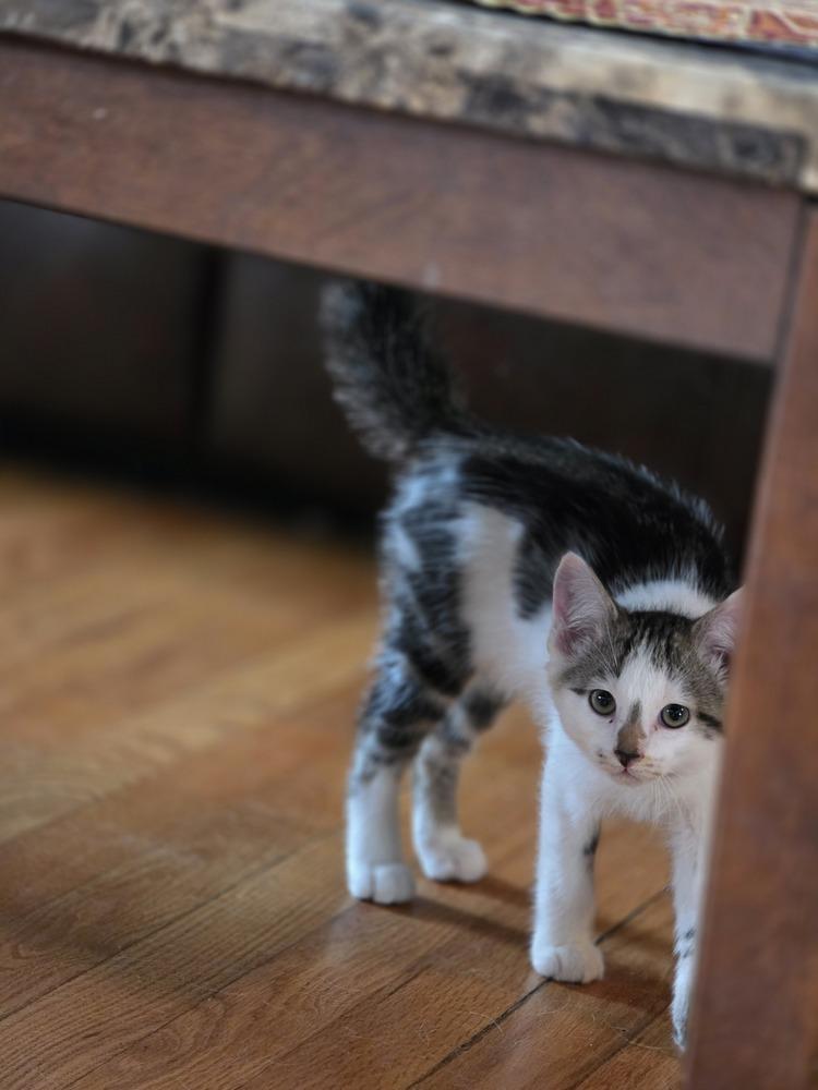 Enlarge Pepito, a Adoptable Domestic Short Hair in Albany, WI image 3/6