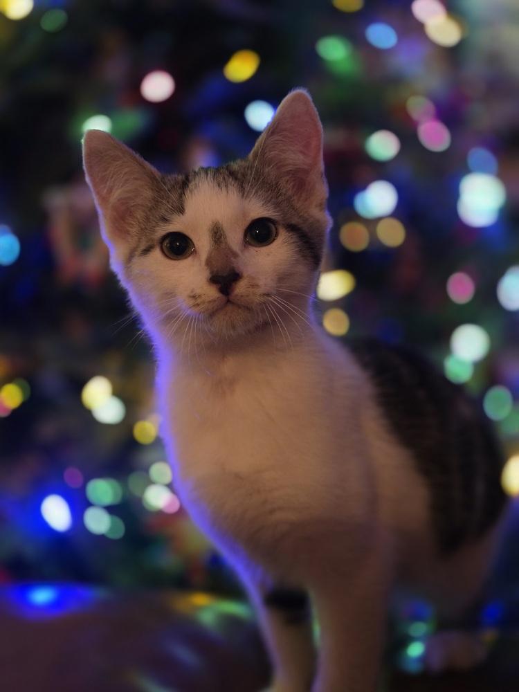 Enlarge Pepito, a Adoptable Domestic Short Hair in Albany, WI image 4/6