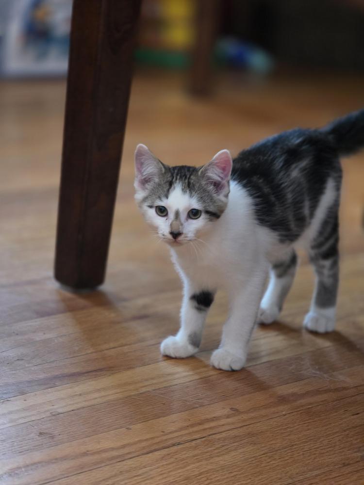 Enlarge Pepito, a Adoptable Domestic Short Hair in Albany, WI image 5/6