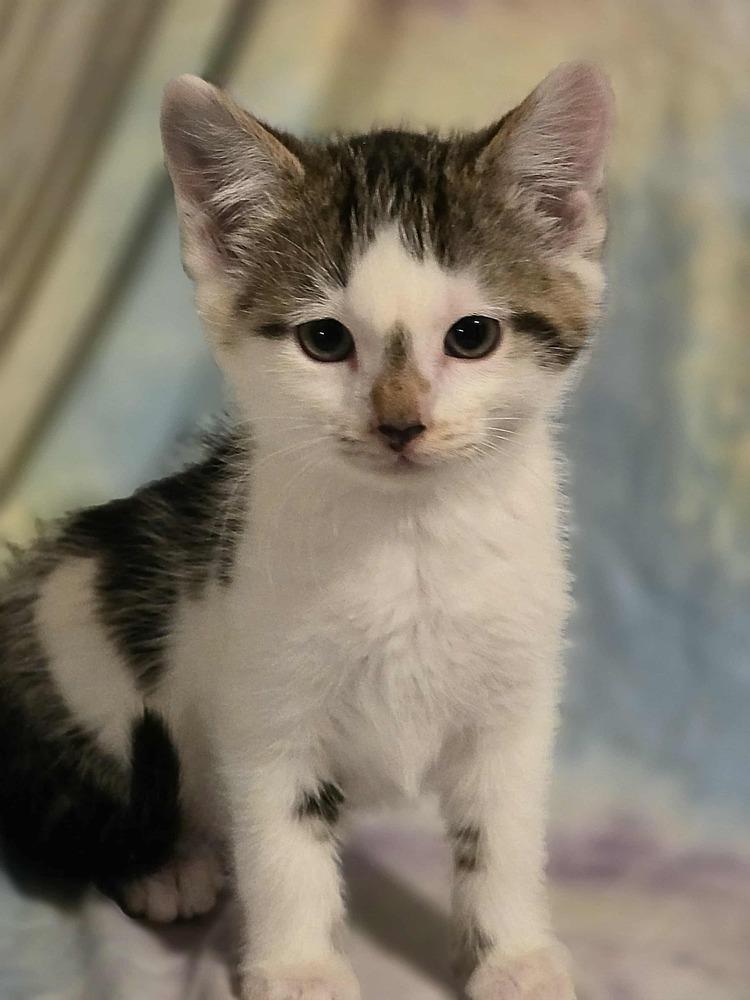 Enlarge Pepito, a Adoptable Domestic Short Hair in Albany, WI image 6/6