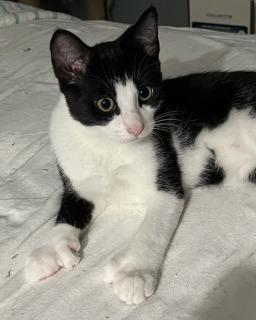 Robbie (hemingway-polydactyl), ADOPTABLE, Kitten Male Extra-Toes Cat / Hemingway Polydactyl & Tuxedo.