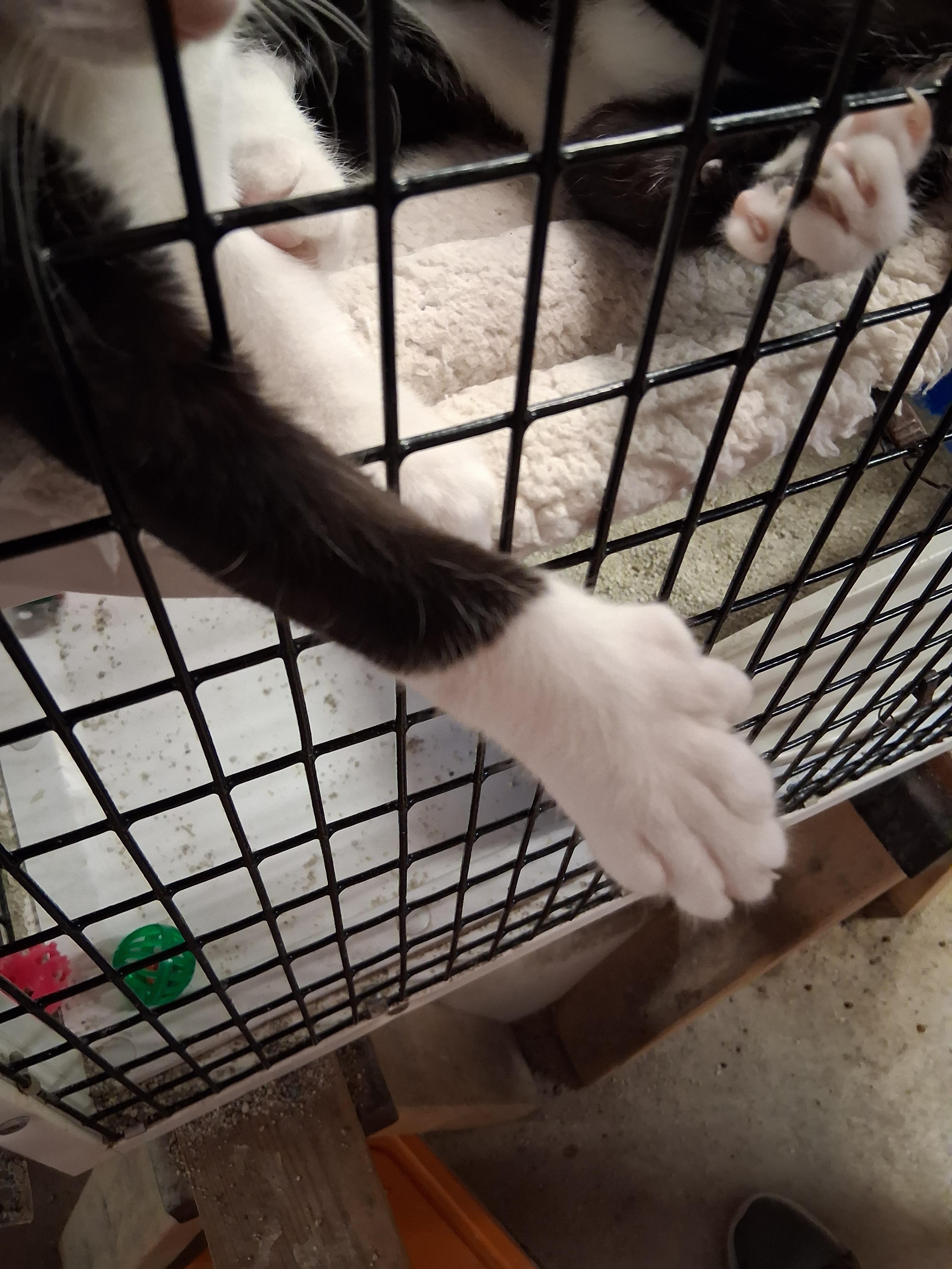 Enlarge Robbie and Jasper, a ADOPTABLE mixed breed in Centreville, VA image 3/6