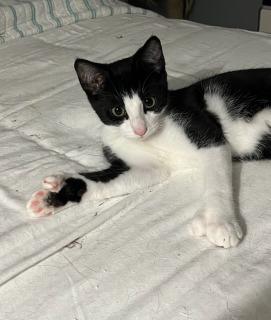 Robbie (hemingway-polydactyl), a ADOPTABLE mixed breed in Centreville, VA image 3/6