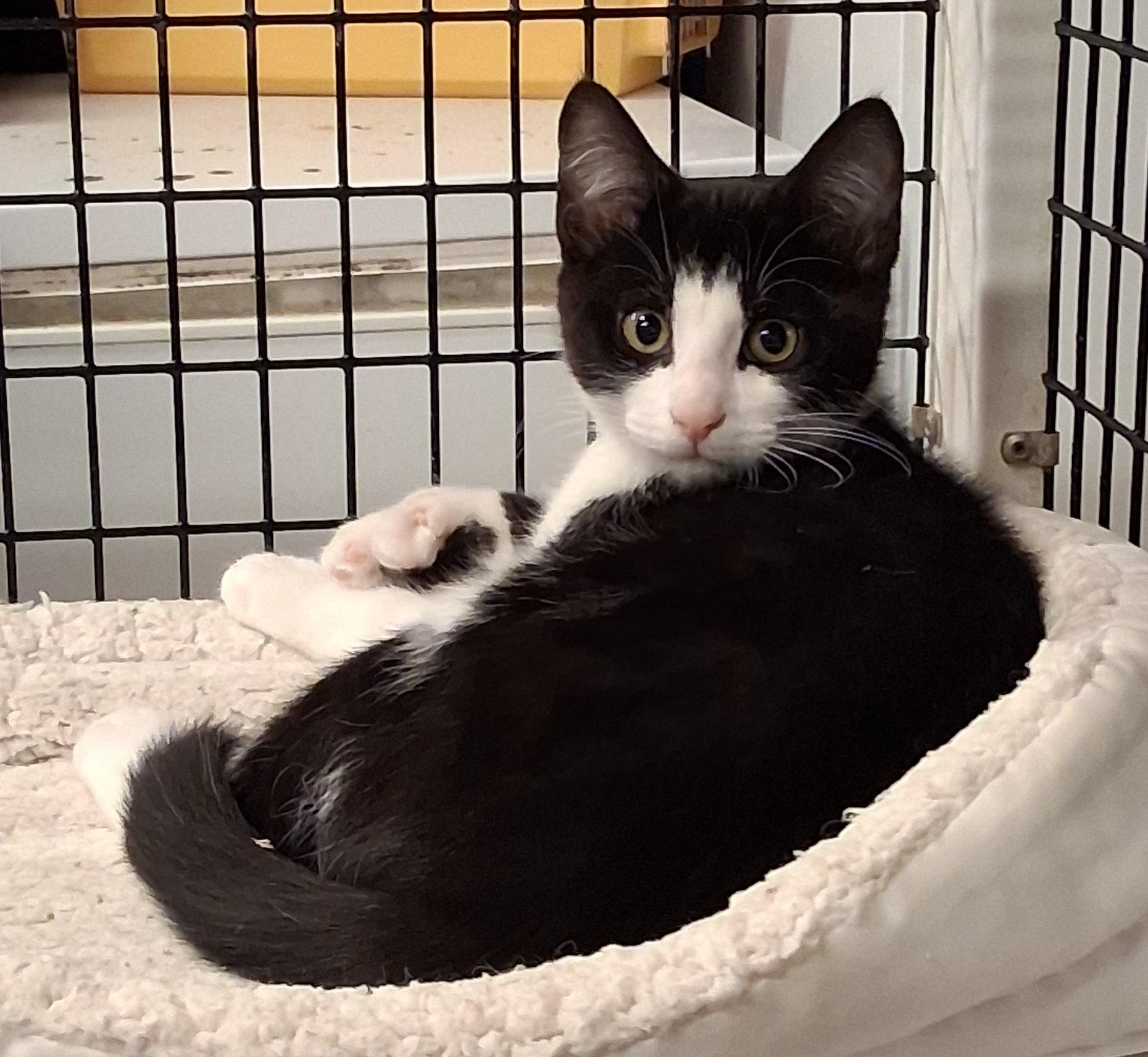 Robbie and Jasper, ADOPTABLE, Kitten Male Extra-Toes Cat / Hemingway Polydactyl & Tuxedo.