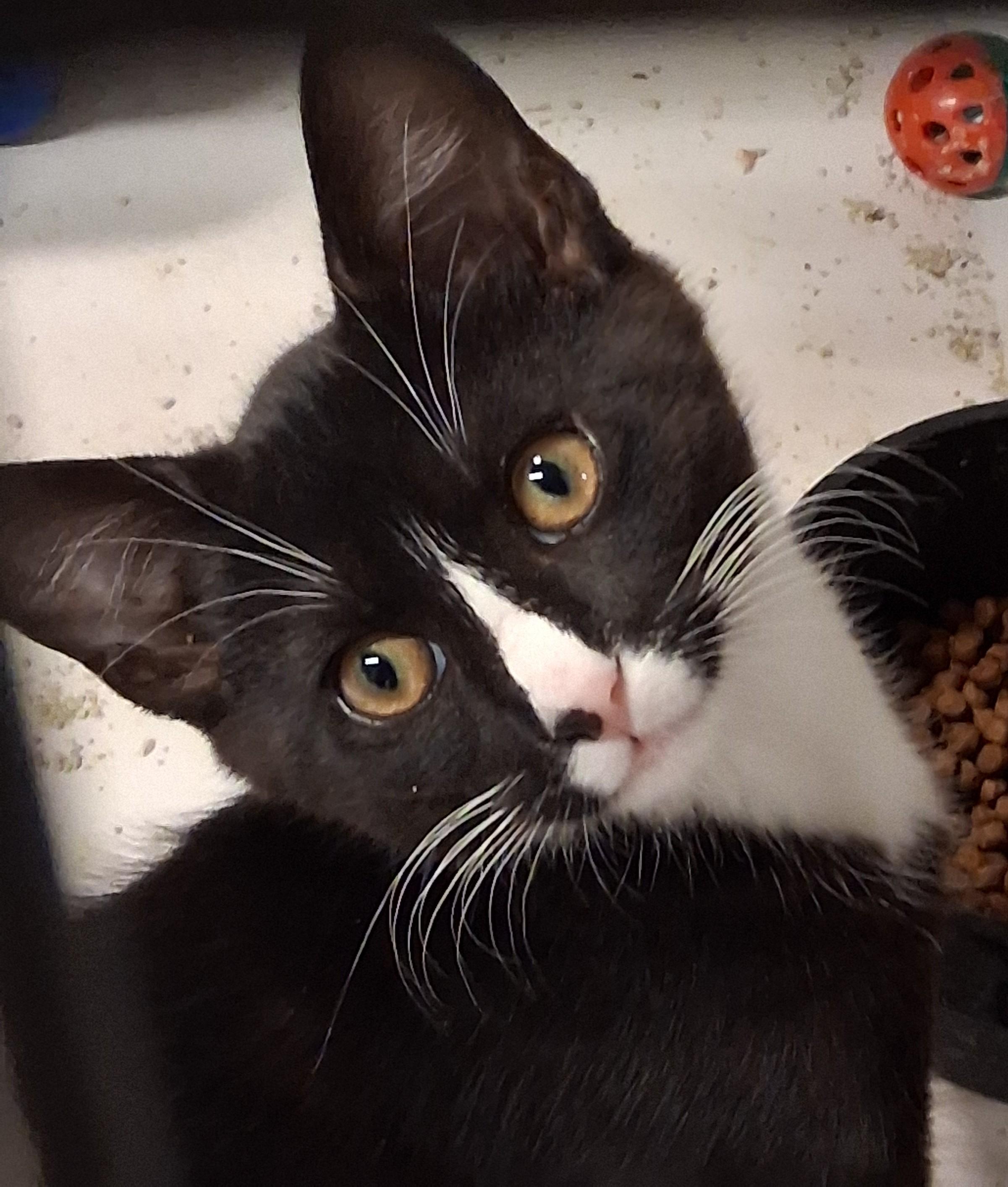 Enlarge Robbie and Jasper, a ADOPTABLE mixed breed in Centreville, VA image 4/6
