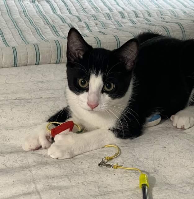 Robbie (hemingway-polydactyl), a ADOPTABLE mixed breed in Centreville, VA image 2/6