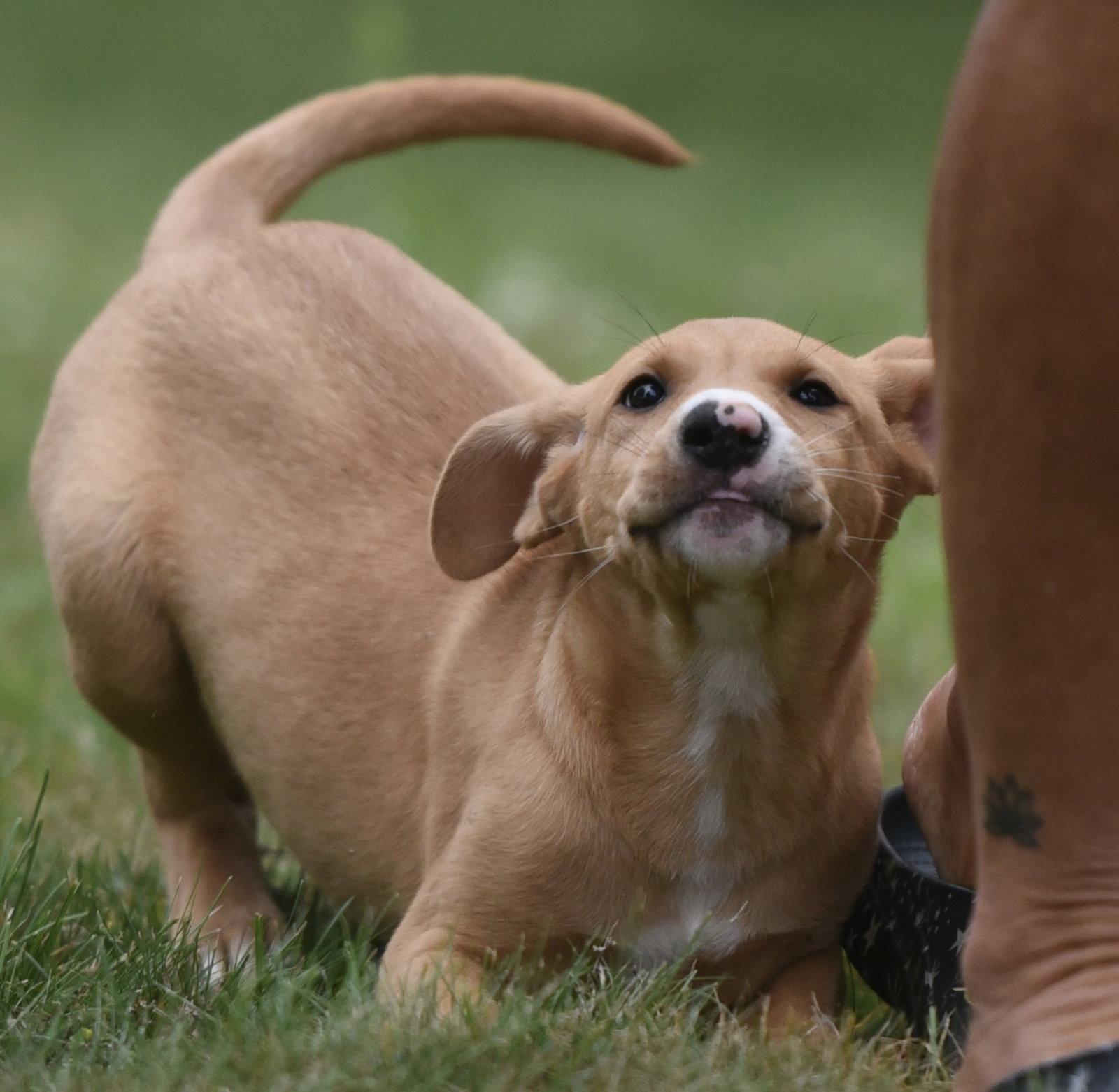 Nigella, Adoptable, Puppy Female Labrador Retriever & Hound.