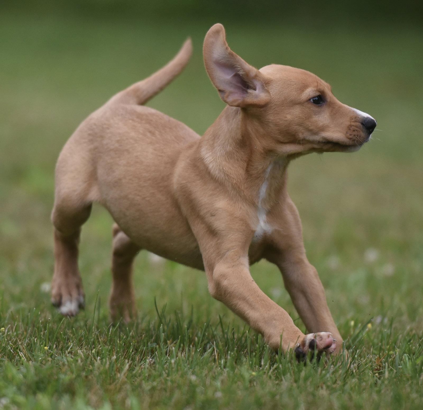 Enlarge Nigella, a Adoptable mixed breed in Mechanicsburg, PA image 2/3