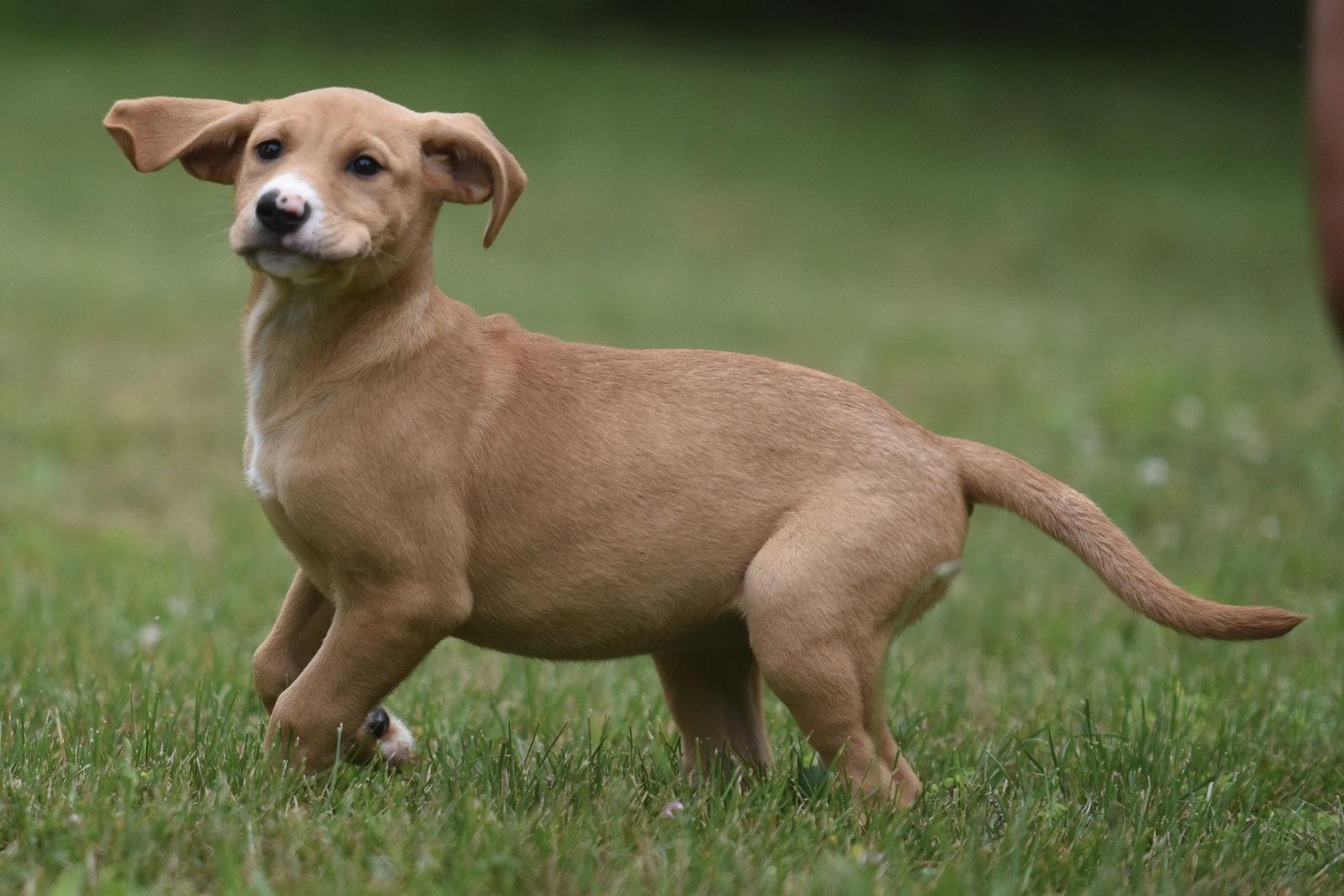 Enlarge Nigella, a Adoptable mixed breed in Mechanicsburg, PA image 3/3