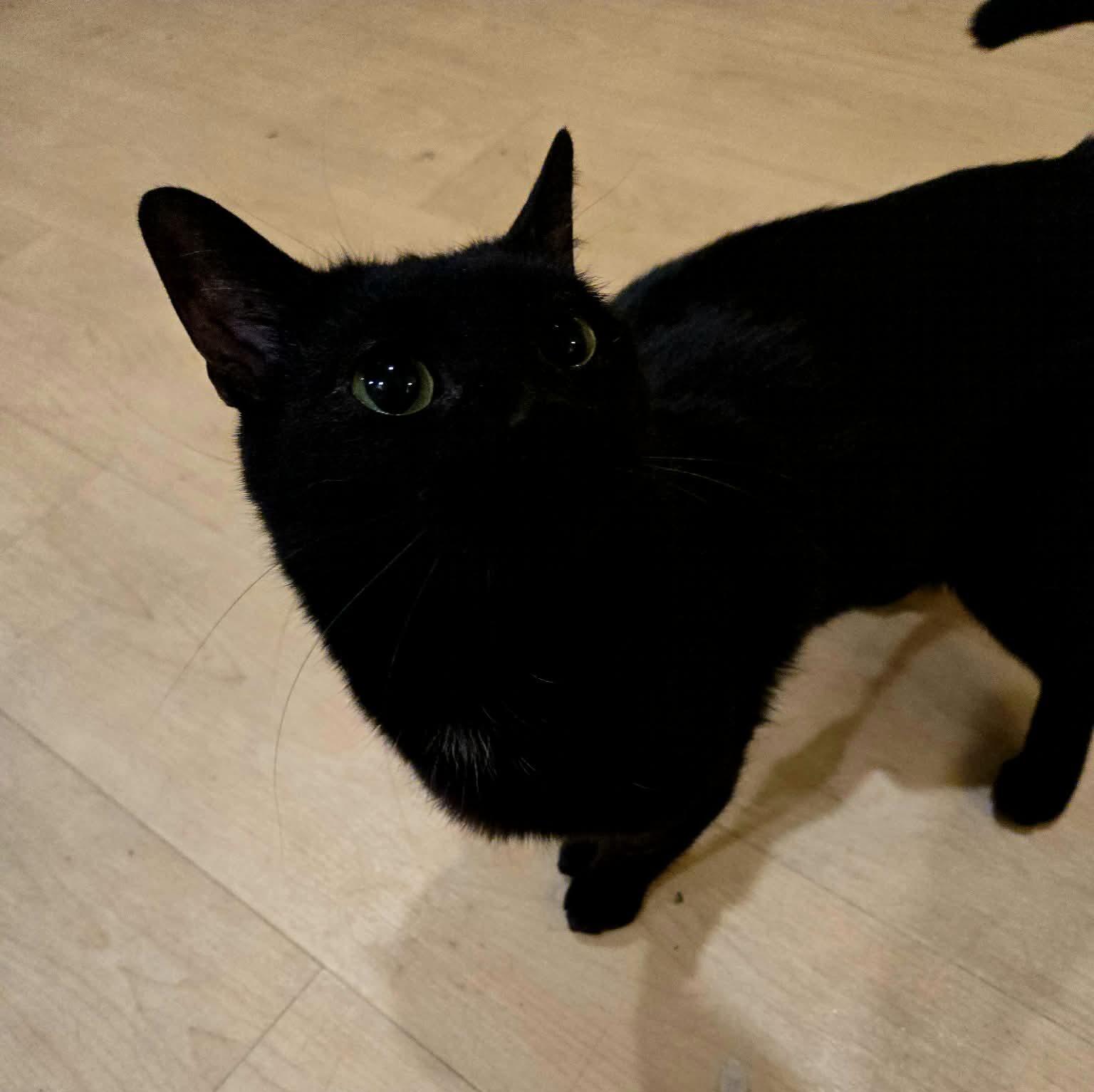 Enlarge Mystic, an adopted Domestic Short Hair in Calgary, AB image 3/3