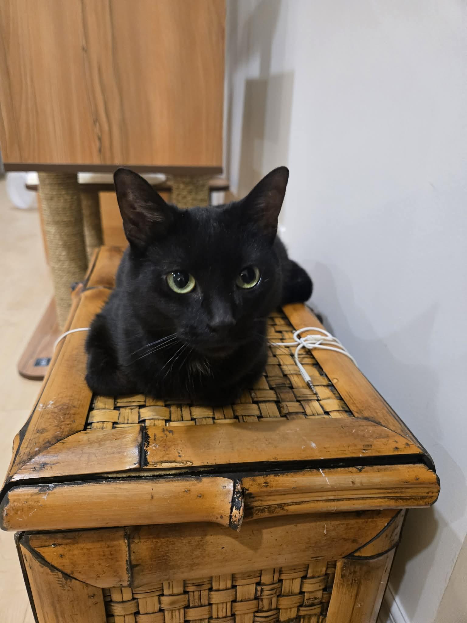 Enlarge Mystic, an adopted Domestic Short Hair in Calgary, AB image 1/3