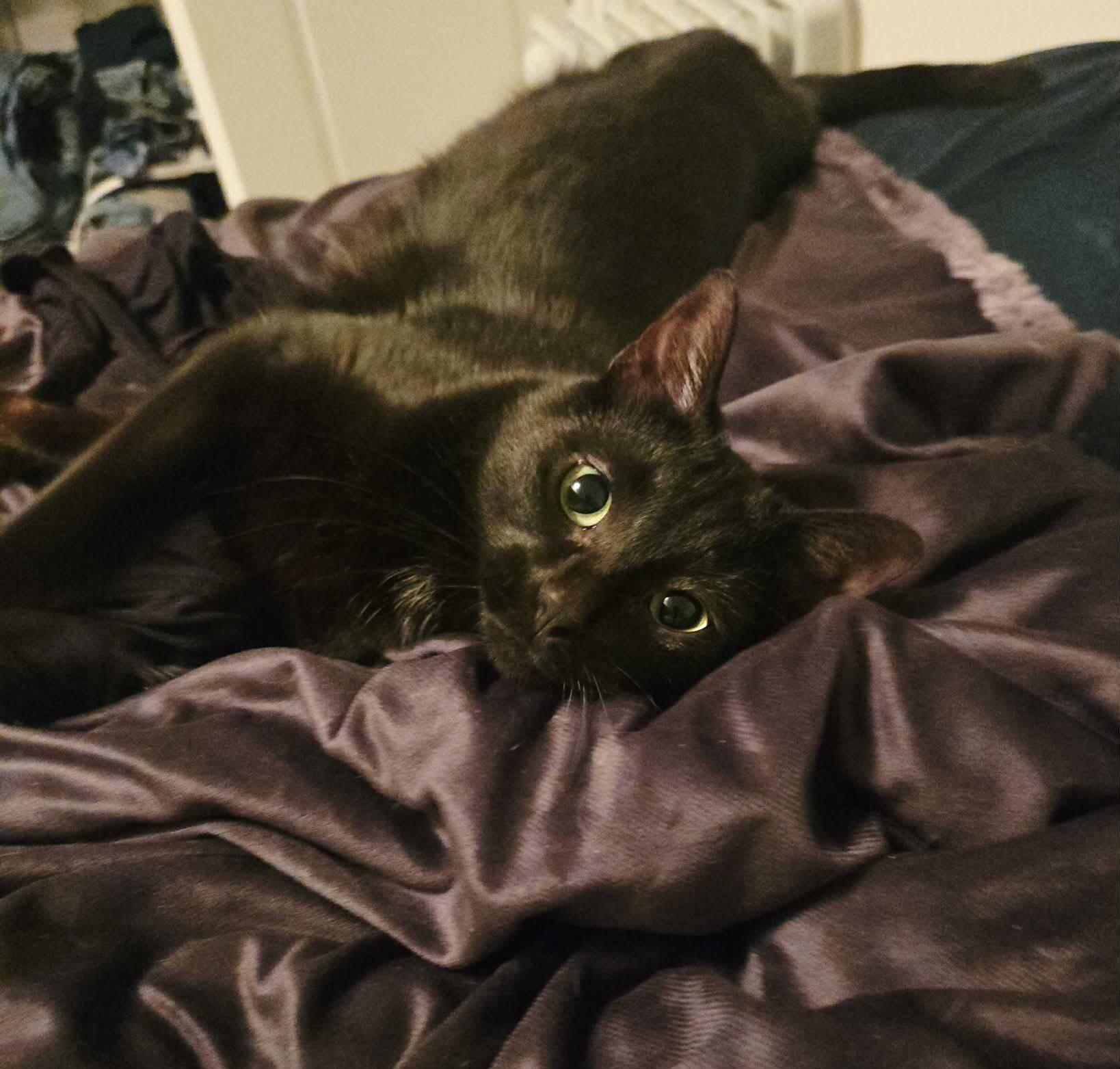 Enlarge Mystic, an adopted Domestic Short Hair in Calgary, AB image 2/3