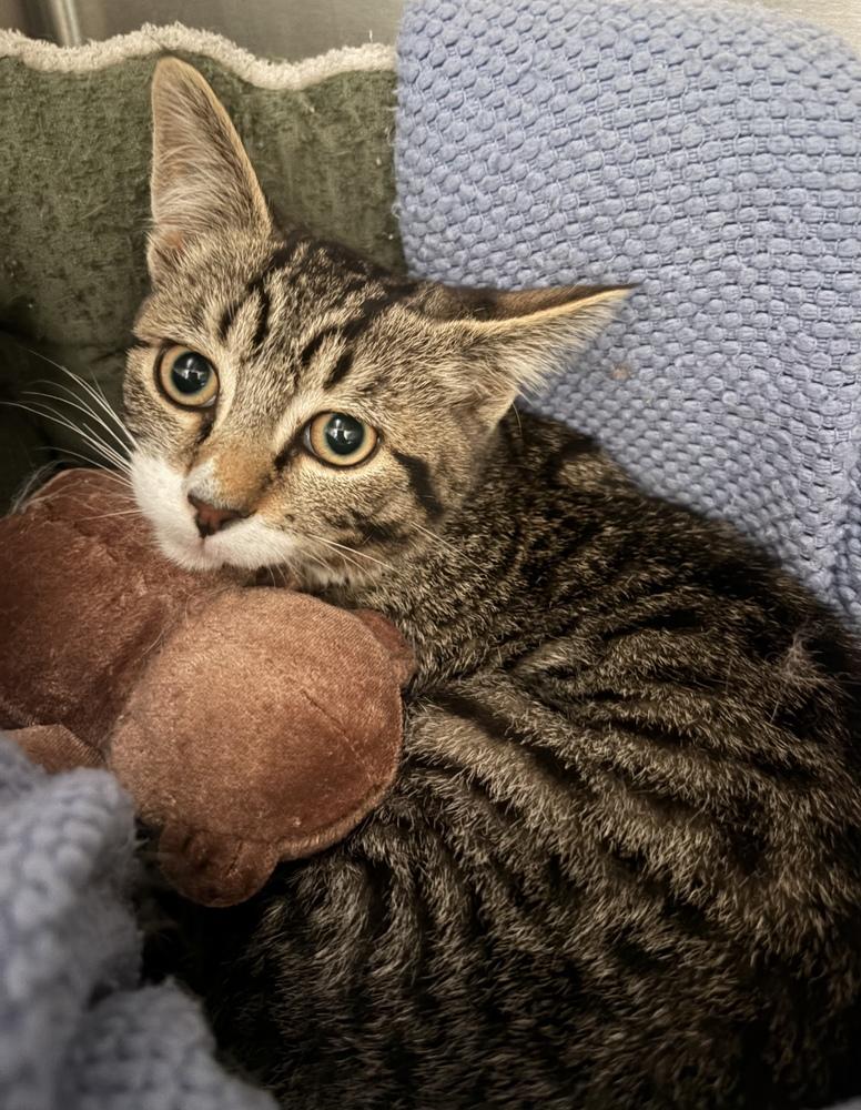 Pixel, Adoptable, Kitten Male Domestic Short Hair.
