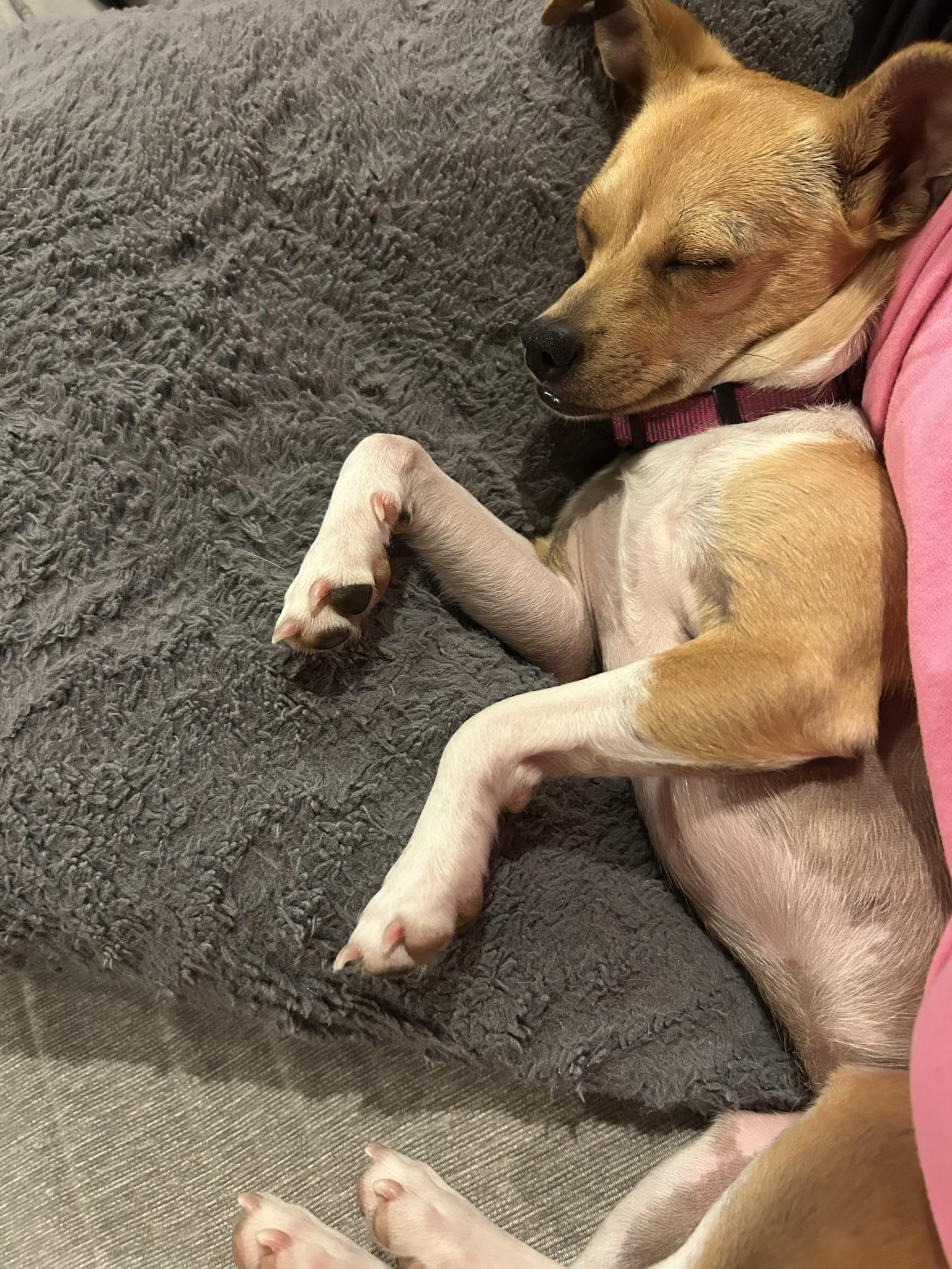 Enlarge Wednesday, a Adoptable mixed breed in Covington, WA image 5/5