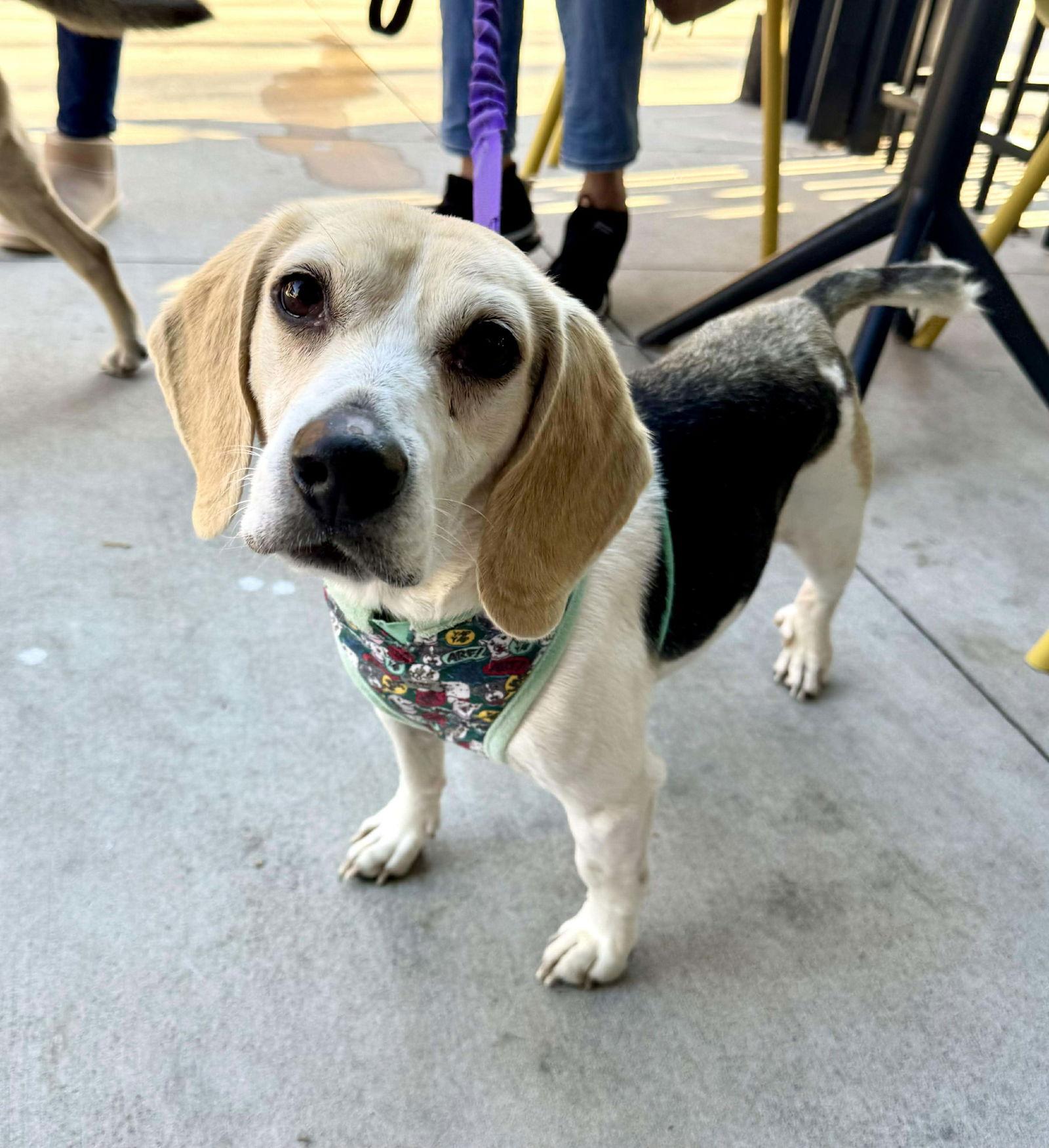 Angus, Adoptable, Adult Male Beagle.