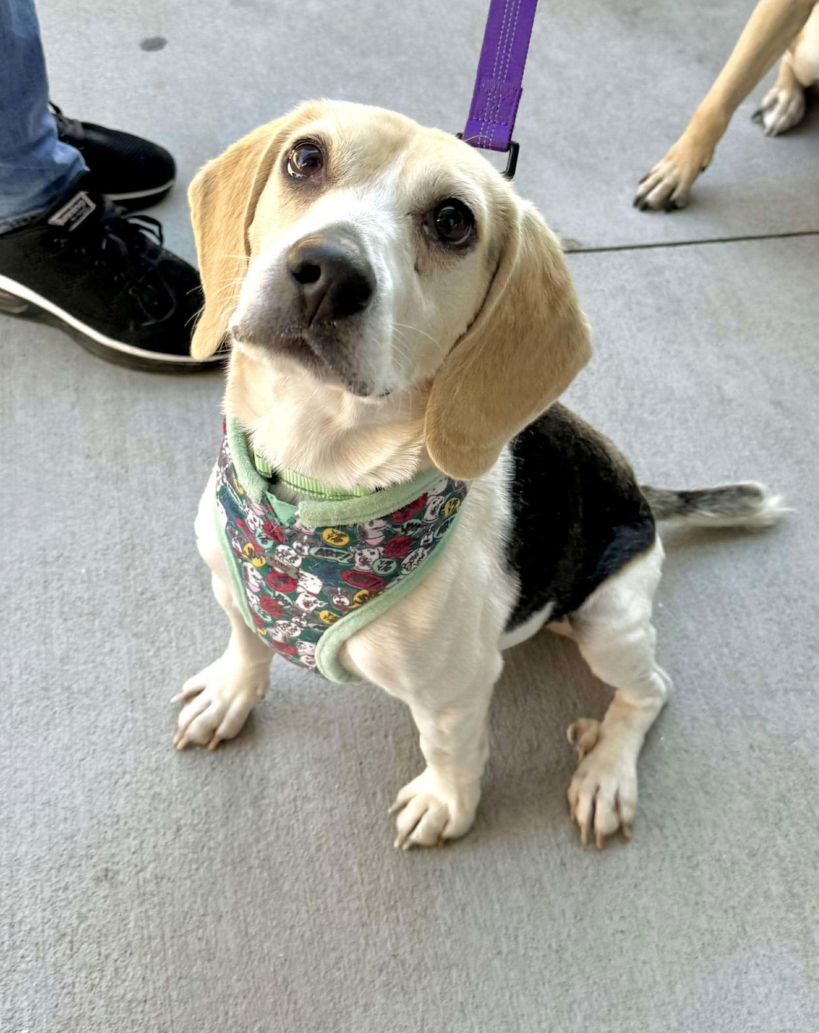 Enlarge Angus, a Adoptable Beagle in Charlotte, NC image 2/2