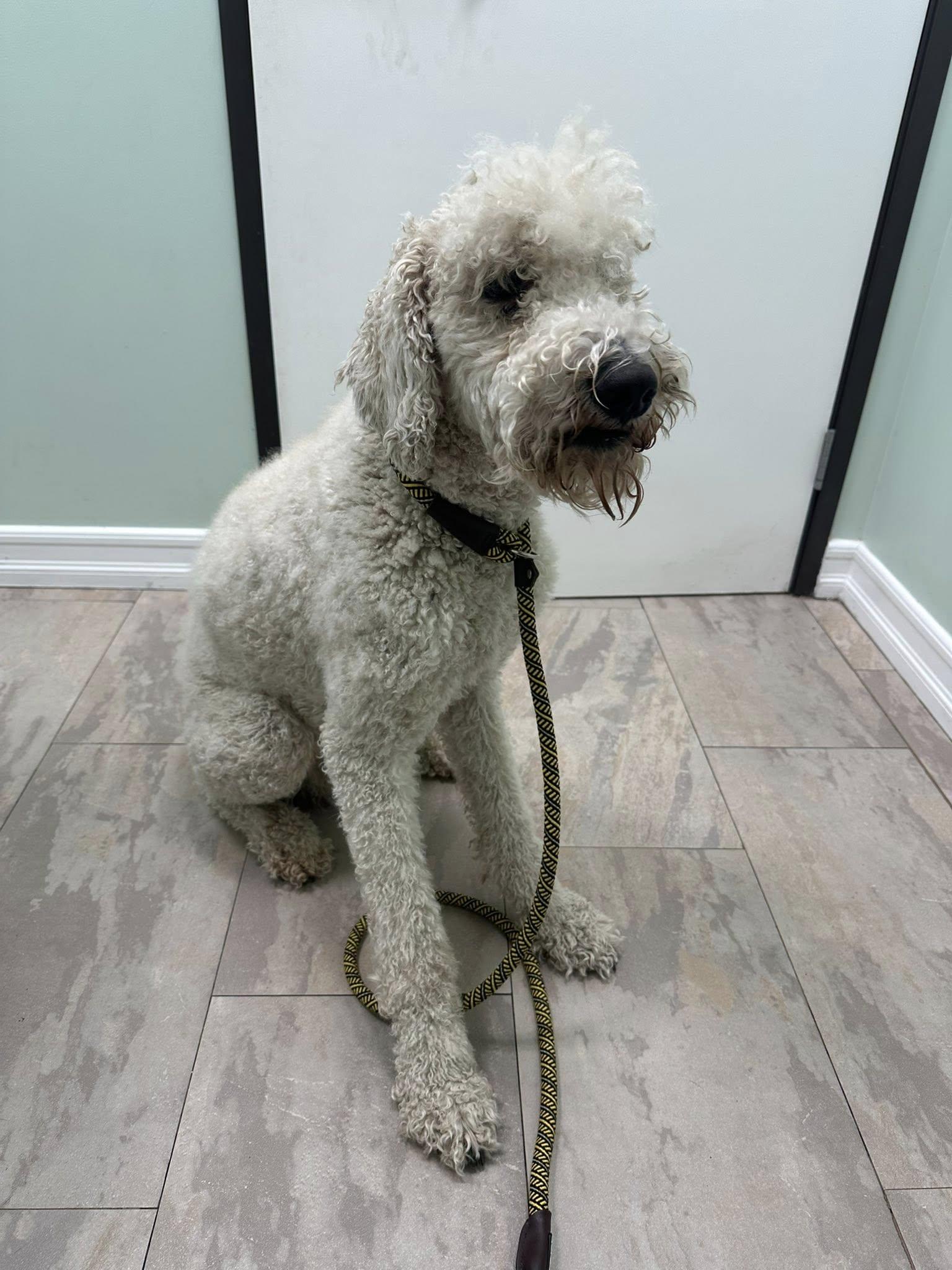 Zeus, a Adoptable Standard Poodle in Agua Dulce, CA image 1/3