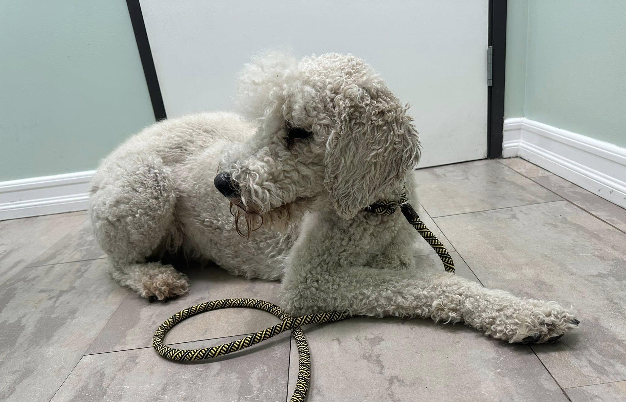 Zeus, a Adoptable Standard Poodle in Agua Dulce, CA image 2/3
