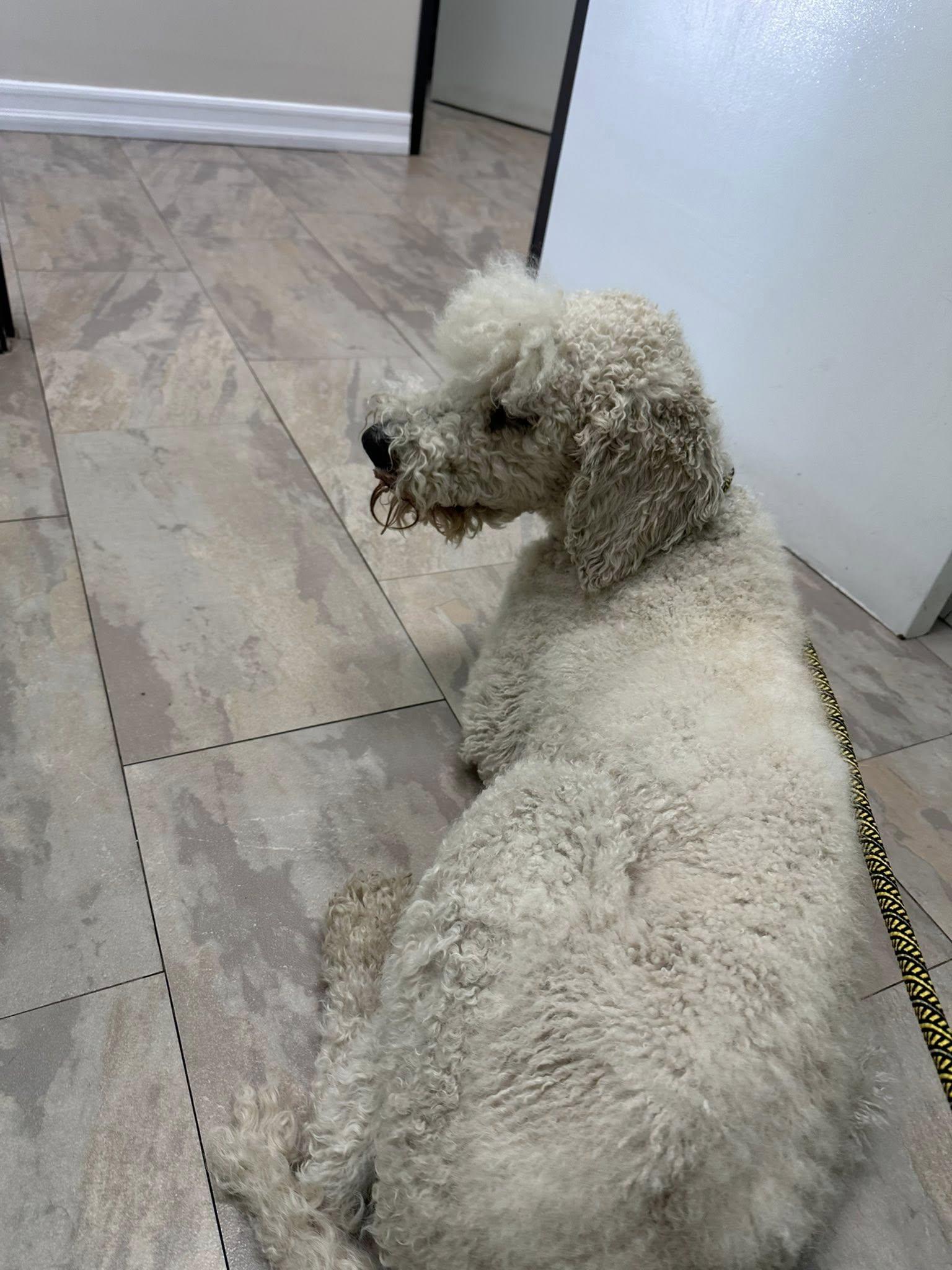 Zeus, a Adoptable Standard Poodle in Agua Dulce, CA image 3/3