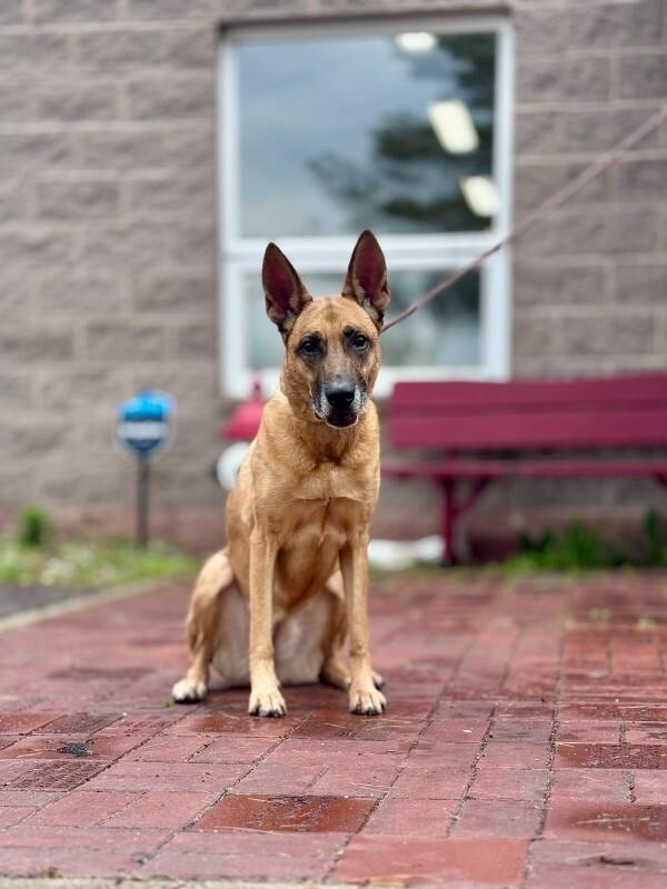 Maxine, Adoptable, Adult Female Belgian Shepherd / Malinois.