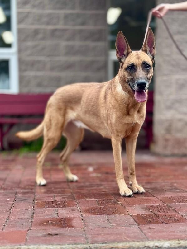 Maxine, a Adoptable Belgian Shepherd / Malinois in Wooster, OH image 2/3