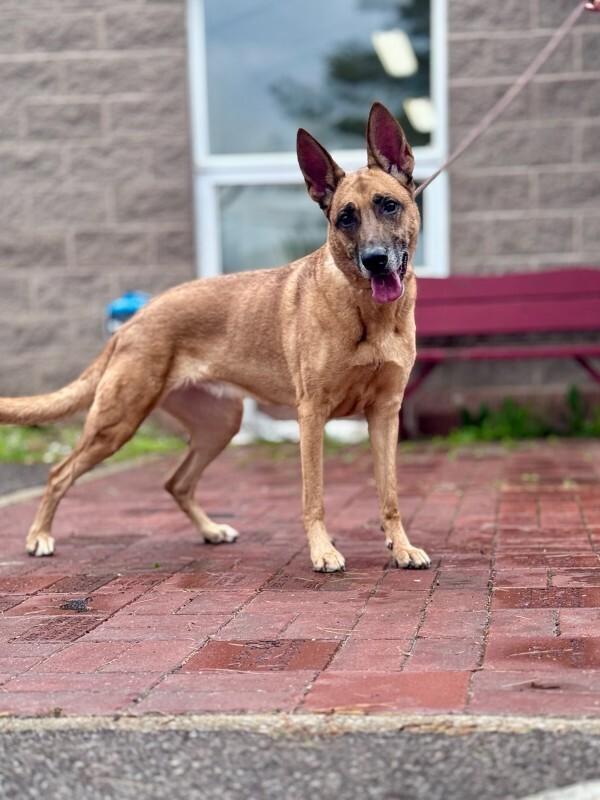 Maxine, a Adoptable Belgian Shepherd / Malinois in Wooster, OH image 3/3
