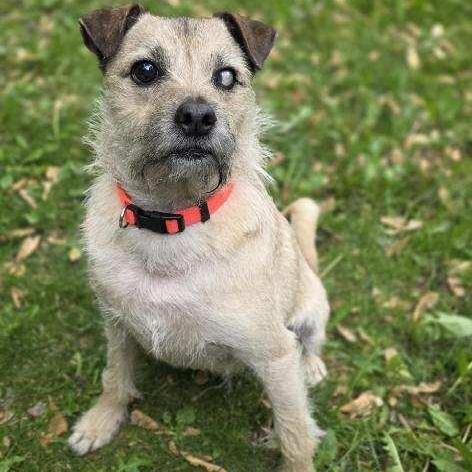 Rocky, a Adoptable mixed breed in Kentwood, MI image 1/5