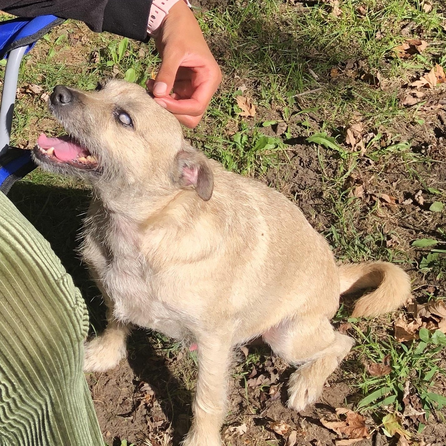Enlarge Rocky, a Adoptable mixed breed in Kentwood, MI image 5/6