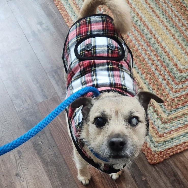 Enlarge Rocky, a Adoptable mixed breed in Kentwood, MI image 1/6