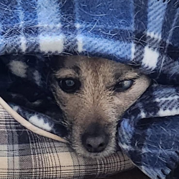 Enlarge Rocky, a Adoptable mixed breed in Kentwood, MI image 4/6