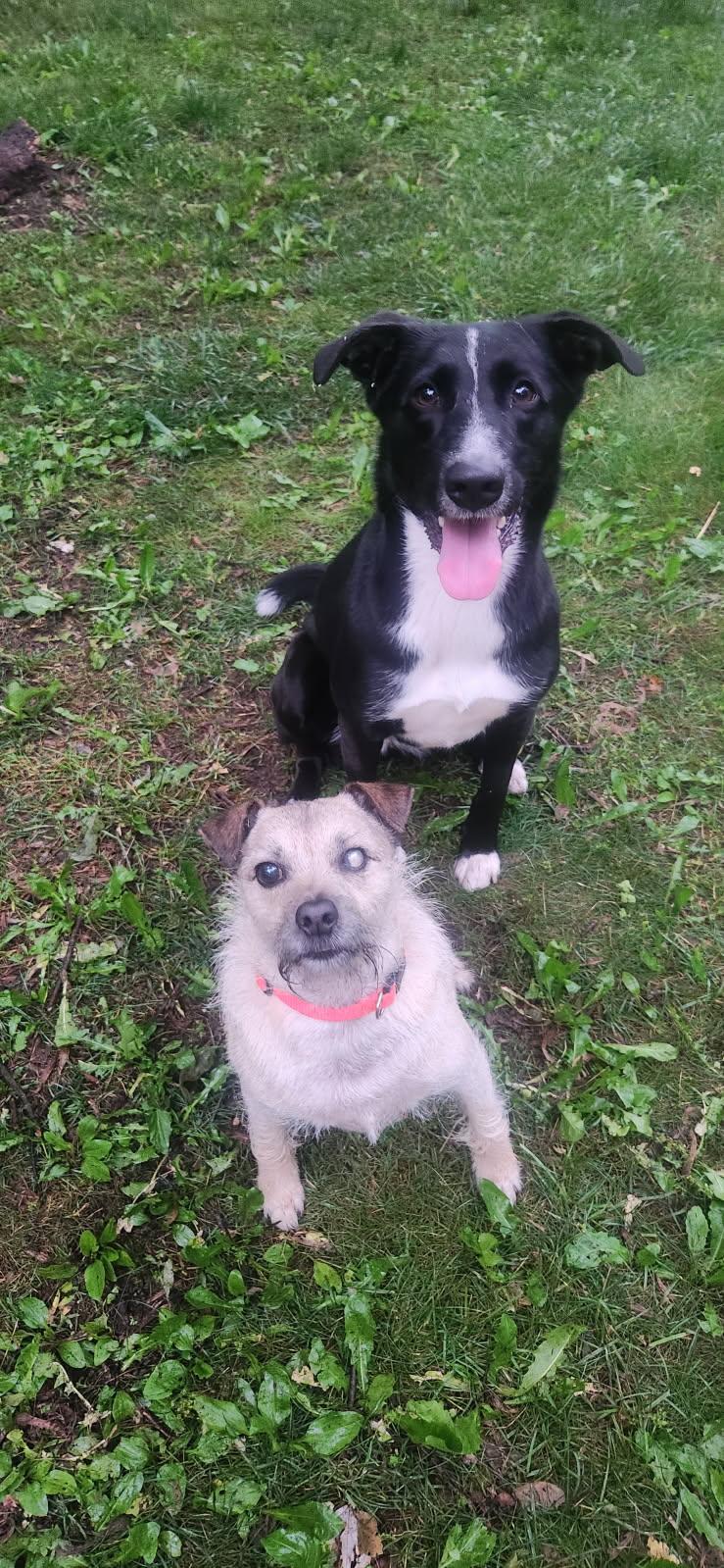 Rocky, a Adoptable mixed breed in Kentwood, MI image 5/5