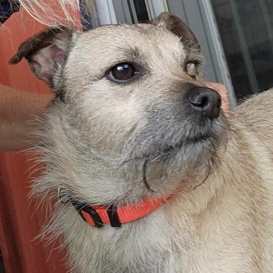 Rocky, a Adoptable mixed breed in Kentwood, MI image 2/5