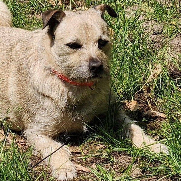Rocky, a Adoptable mixed breed in Kentwood, MI image 4/5