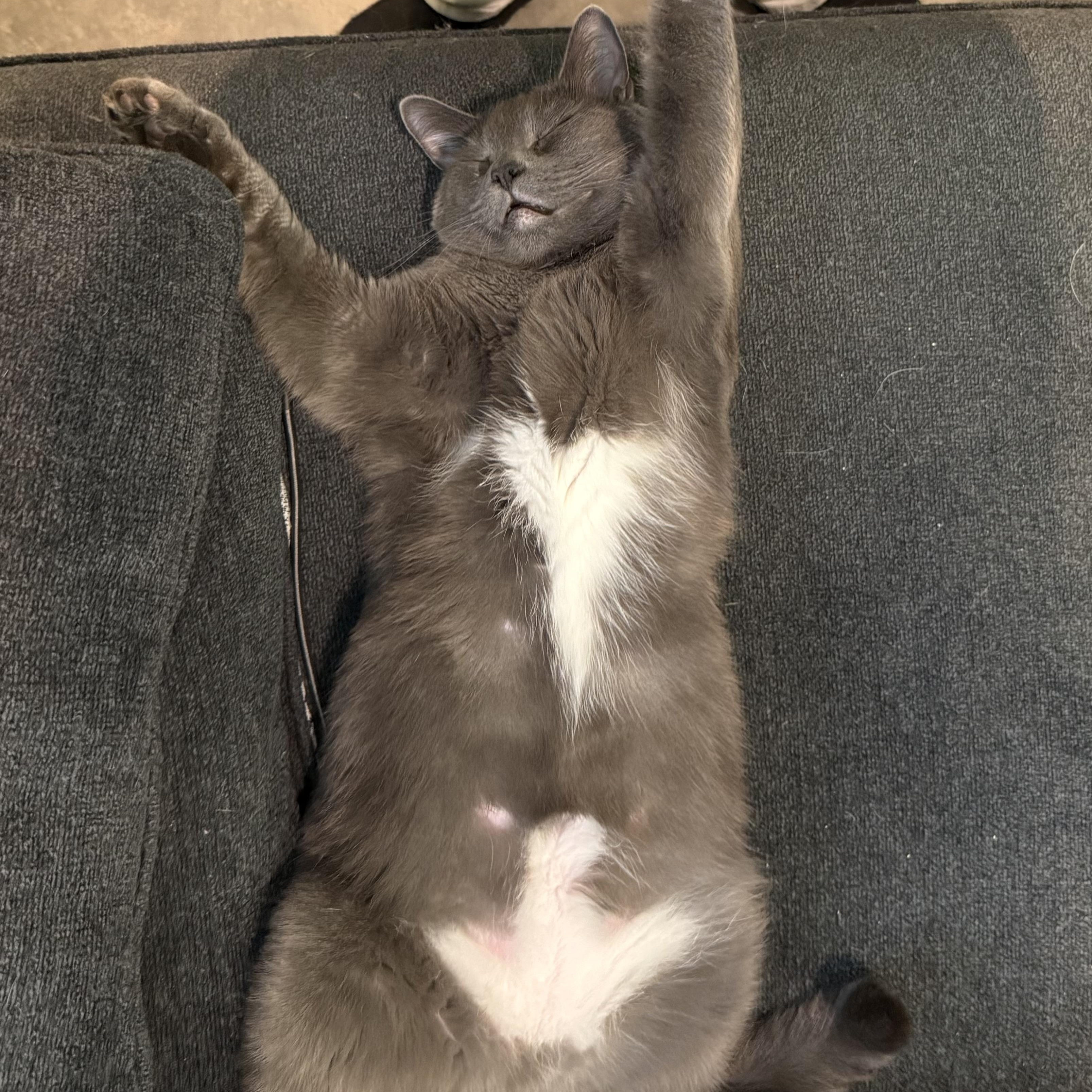 Gandalf the Gray, a Adoptable mixed breed in Sherman Oaks, CA image 2/3