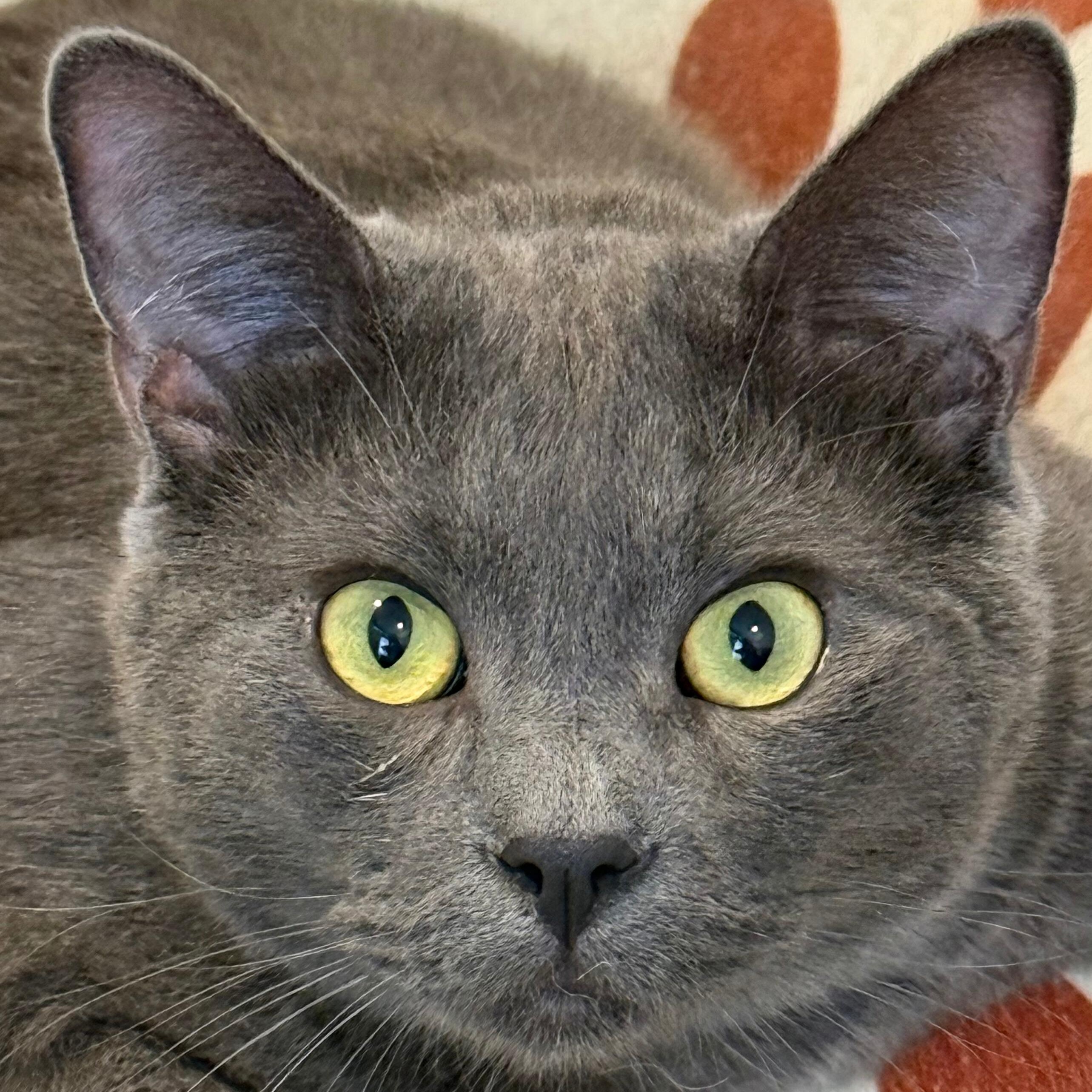 Gandalf the Gray, a Adoptable mixed breed in Sherman Oaks, CA image 3/3